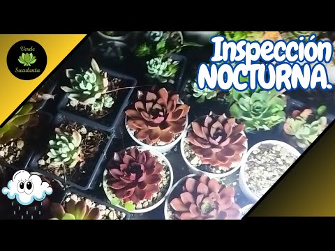 Con todo y lluvia vamos a trasplantar plantitas y buscar CARACOLES en el jardín.