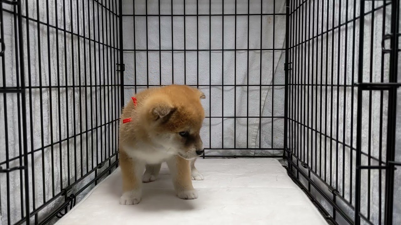 ○柴犬 （メス）№82 ｜ペットショップスズキ
