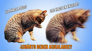 ¿Cuando un gato se acicala?