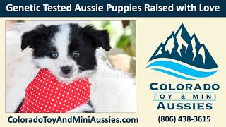 Does Australian Shepherd puppies shed a lot? | Colorado Toy and Mini Aussies
