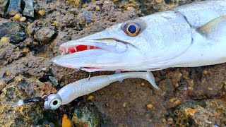 Fish After Fish | Tobago Fishing 🇹🇹
