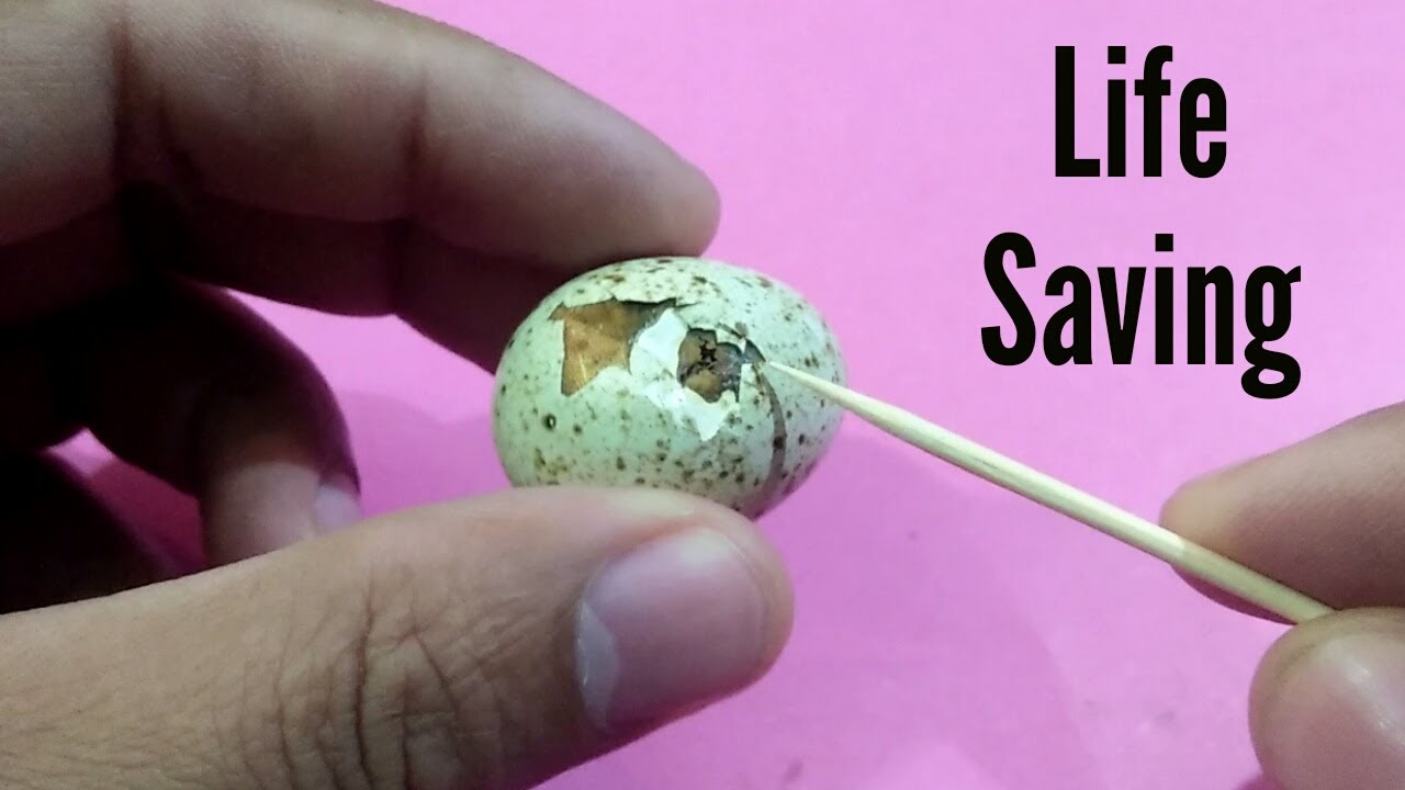 Please Take Me Out  I Can Not Move || Rescue Quail Egg || 3MB Vlogs