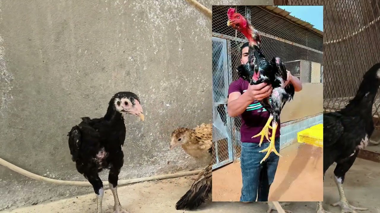 الفرق ما بين الدجاج الهندي والدجاج الباكستاني والدجاج الشامو