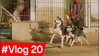 Apna Farm House #vlog 20  Husky Ne Murghi Par Hamla Kar Diya! #husky  #animallover