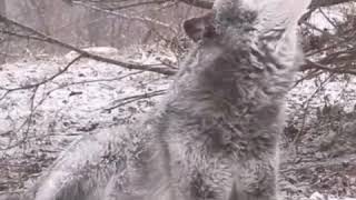 Bozkurtlara Selam Olsun