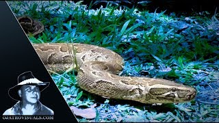 Aggressive Pythons 02 Footage