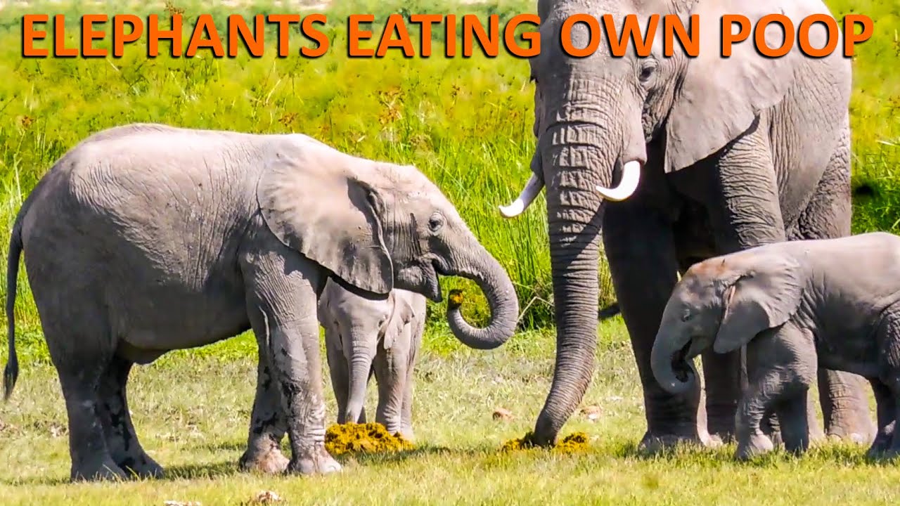ELEPHANTS EATING OWN POOP A Wonder of the World ELEPHANTS HUNGER