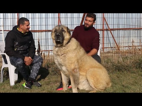 MUŞ VARTO’NUN SIRADIŞI