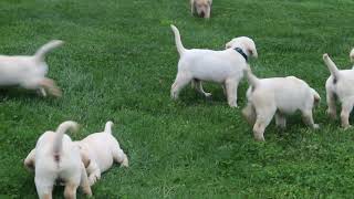 English Cream Labrador Retriever Puppies For Sale