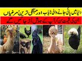 MOST EXPENSIVE CKICKEN IN THE WORLD | RARE CHICKEN/HENS INTHE WORLD | Ghazanfar Multani EXPLAIN URDU