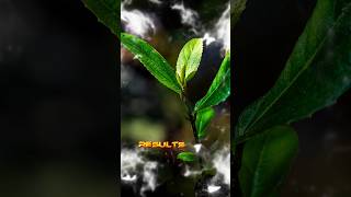 capcut edit creative photography click tips #capcut #edit #subscribe #capcutedit #shortsfeed