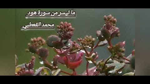 سورة هود | وَقَالَ ارْكَبُوا فِيهَا بِسْمِ اللَّهِ مَجْرَاهَا وَمُرْسَاهَا | القارئ محمد القعطبي