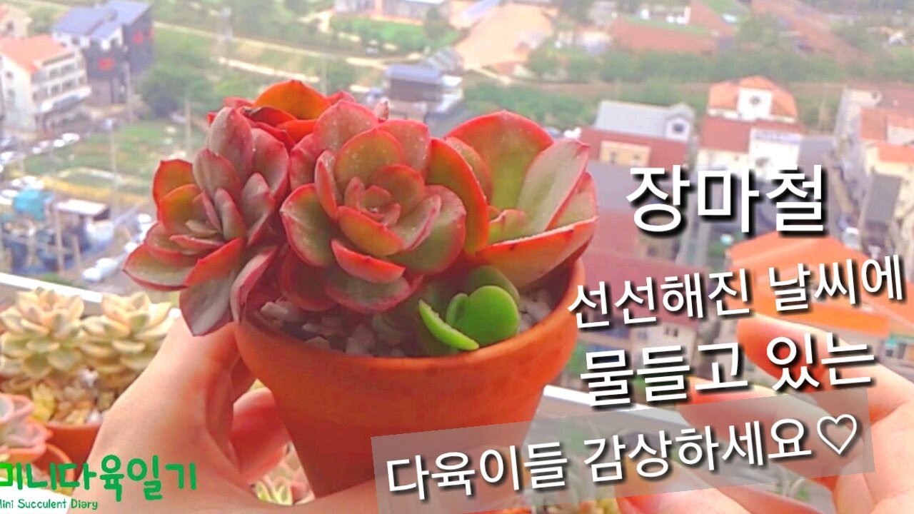 선선해진 날씨에 붉게 물들고있는 다육이들 감상하세요^^/Rainy season, succulents turn red