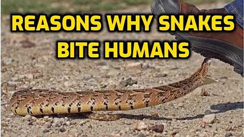 Do snakes bite on purpose?