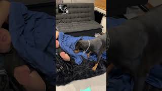 同じ体調不良でと対応が違うドーベルマン #ドーベルマン #看病