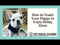 How To Teach Your Puppy To Be Alone - Pet School Academy