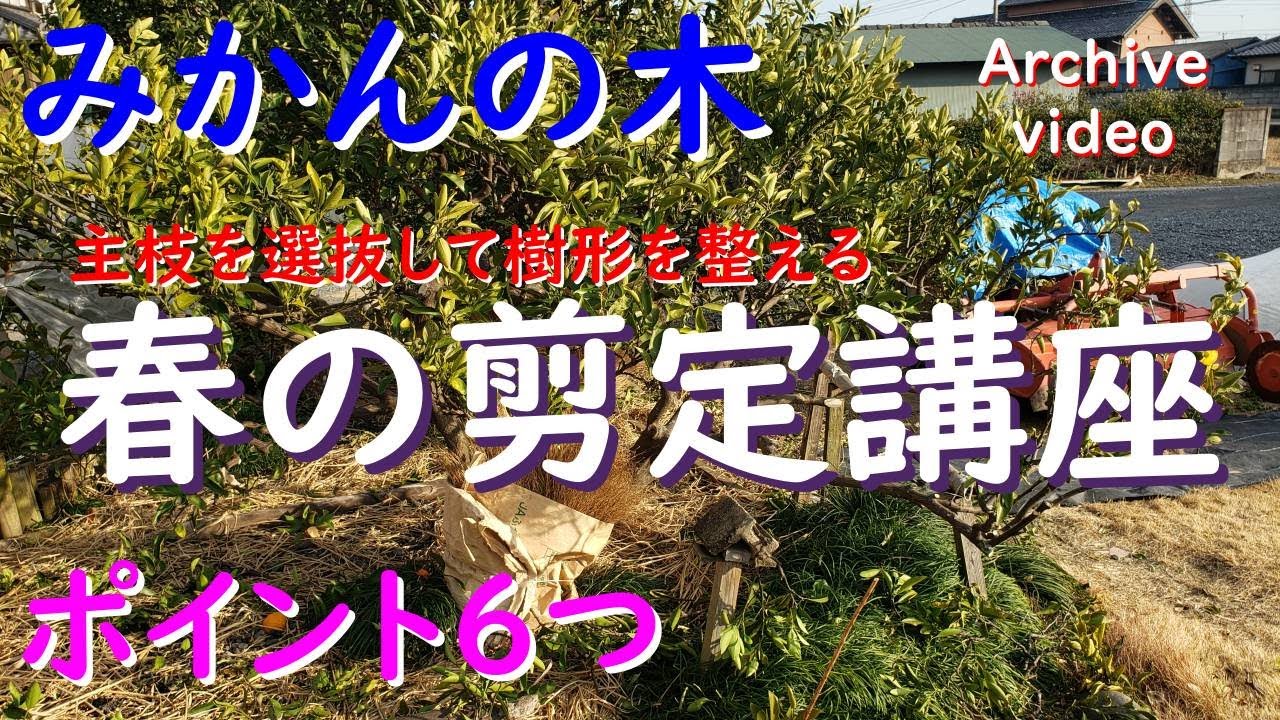 みかんの木 春の剪定講座（主枝を選抜して樹形を整える６つのポイント）