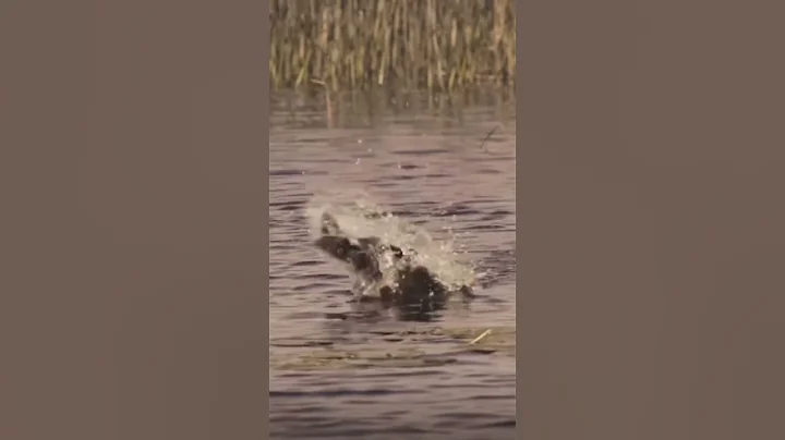 BIG Bass STRIKES FROG !!!