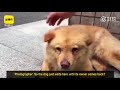 Loyal Dog in China Waits 12 Hours a Day For Owner to Return From Work