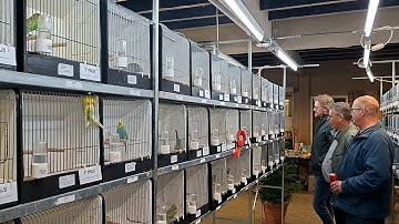 Driehonderd vogels vullen buurthuis tijdens jaarlijkse show in Bellingwolde