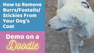 How to Remove Burrs, Foxtails, and Stickies From Your Dog's Coat by Doodle Doods 39,219 views 3 years ago 7 minutes, 33 seconds