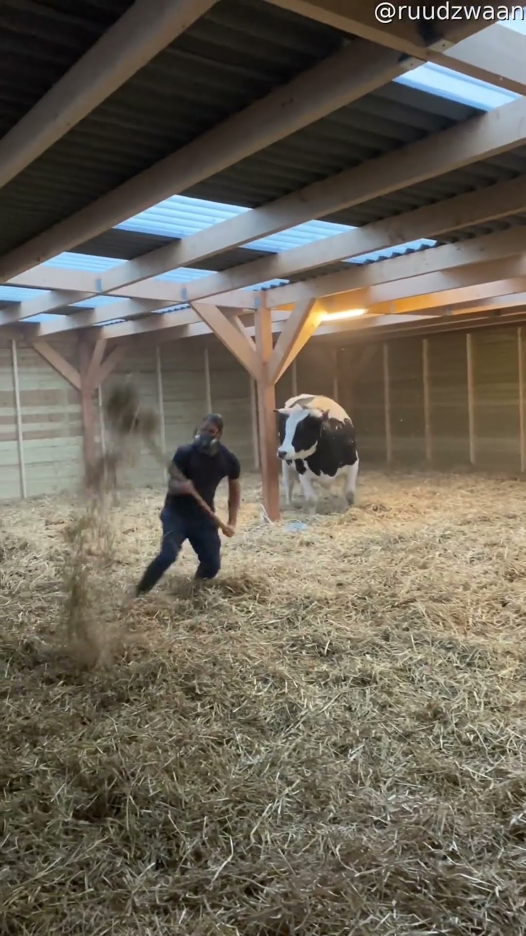Man Plays With Happy Cow || ViralHog