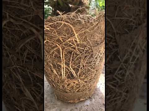 Video: Penanaman Palma Pygmy - Penjagaan Pokok Kurma Pygmy