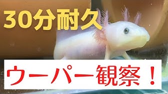 ウーパールーパー Youtube