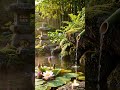 Nature Sounds &amp; Piano Music 🍃 Quick Stress Relief &amp; Inner Calm #shorts