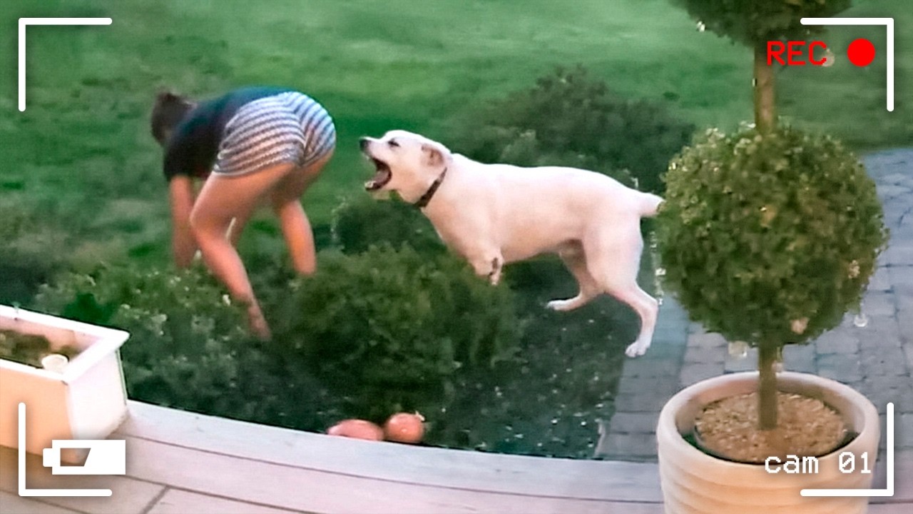 When Animals Think No One’s Watching 😂 Backyard Edition