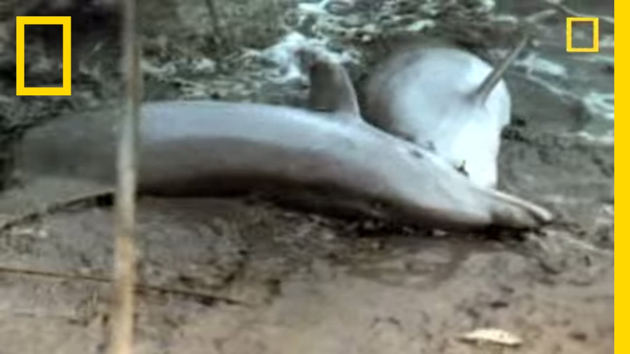 Dolphins Come Ashore To Hunt National Geographic YouTube dolphins-come-ashore-to-hunt-national-geographic-youtube