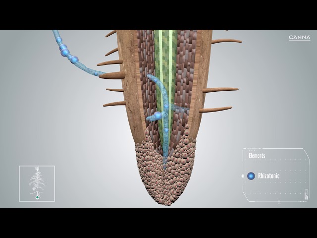 Watch CANNA Rhizotonic // Fase de Crecimiento y Floración // Video Infografía en 3D on YouTube.