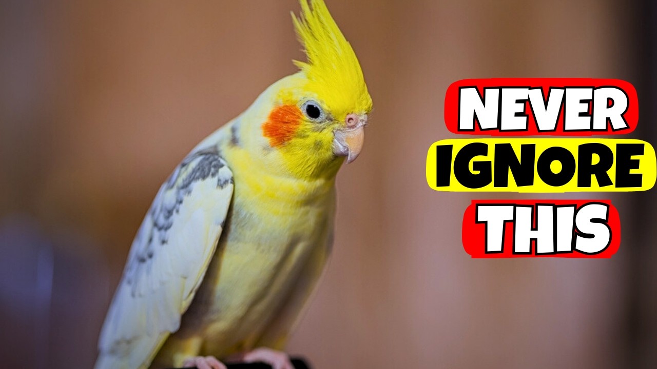 5 особенностей поведения корелла, которые НИКОГДА нельзя игнорировать.