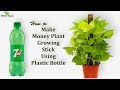 Money plant Growing Stick Using Plastic Bottle-Money plant Support Stick-Money plant//GREEN PLANTS