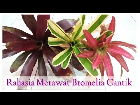 #11 | Rahasia Merawat Bromelia Cantik | Merawat Bromelia Online | Unboxing Bromelia