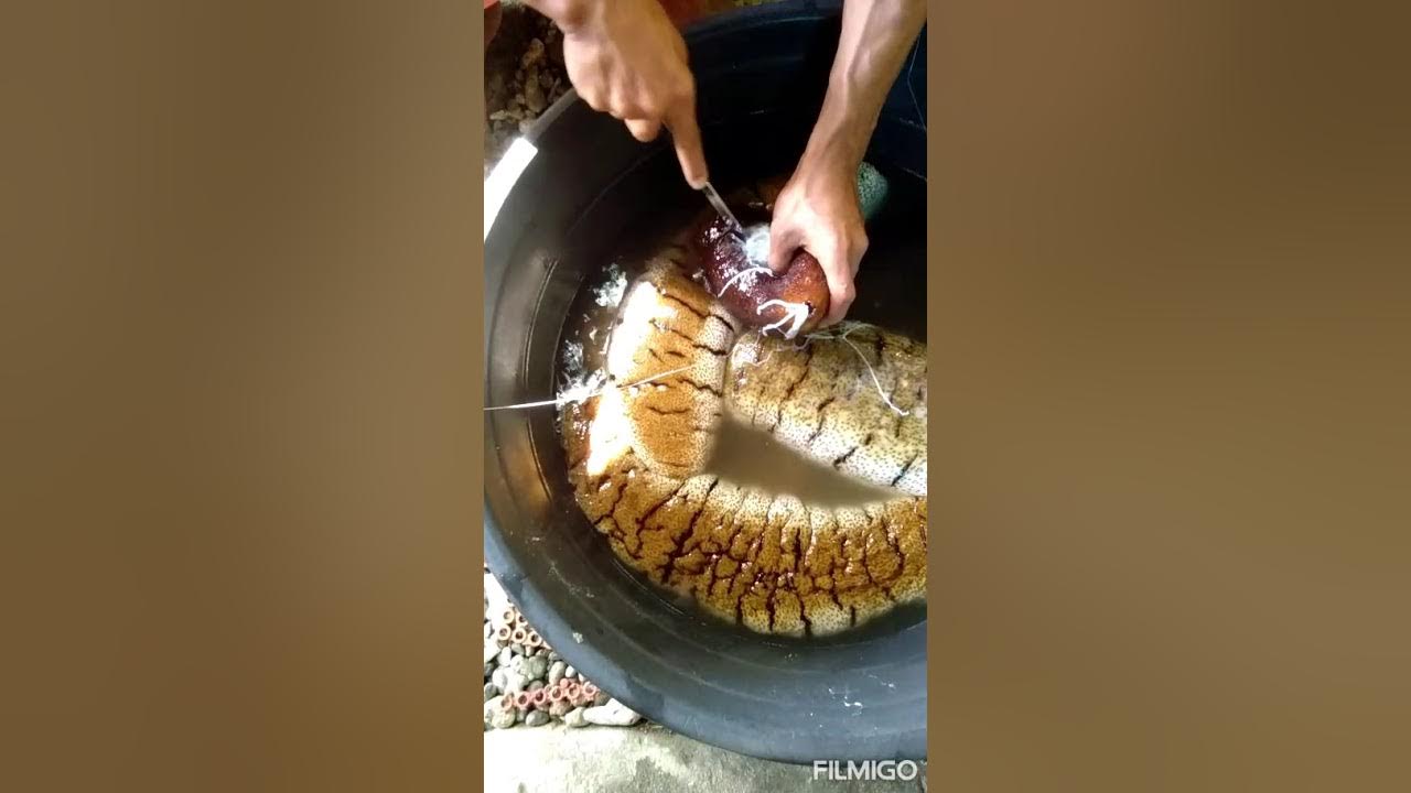 HOW TO CLEAN and dry SEA CUCUMBER YouTube
