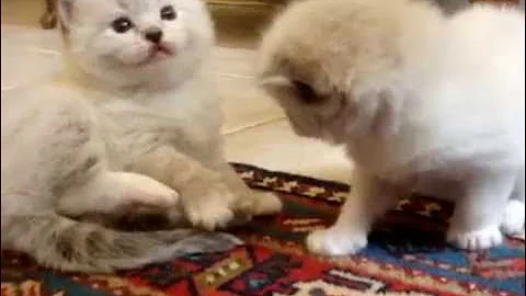 Watch the video about Filhotes de ragdoll, 25 dias