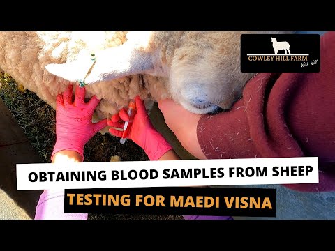 OBTAINING BLOOD SAMPLES FROM SHEEP | TESTING FOR MAEDI VISNA