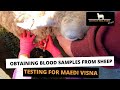 OBTAINING BLOOD SAMPLES FROM SHEEP | TESTING FOR MAEDI VISNA
