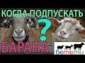 СЛУЧКА. Когда подпускать барана к овце?