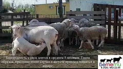 СЛУЧКА. Когда подпускать барана к овце?