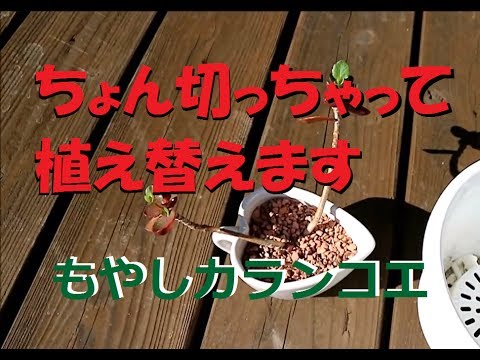 カランコエ植え替えついでに挿し木もね Youtube