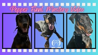 Pepper Final Mastery Video  | Doberman Pinscher | Apple Valley, CA