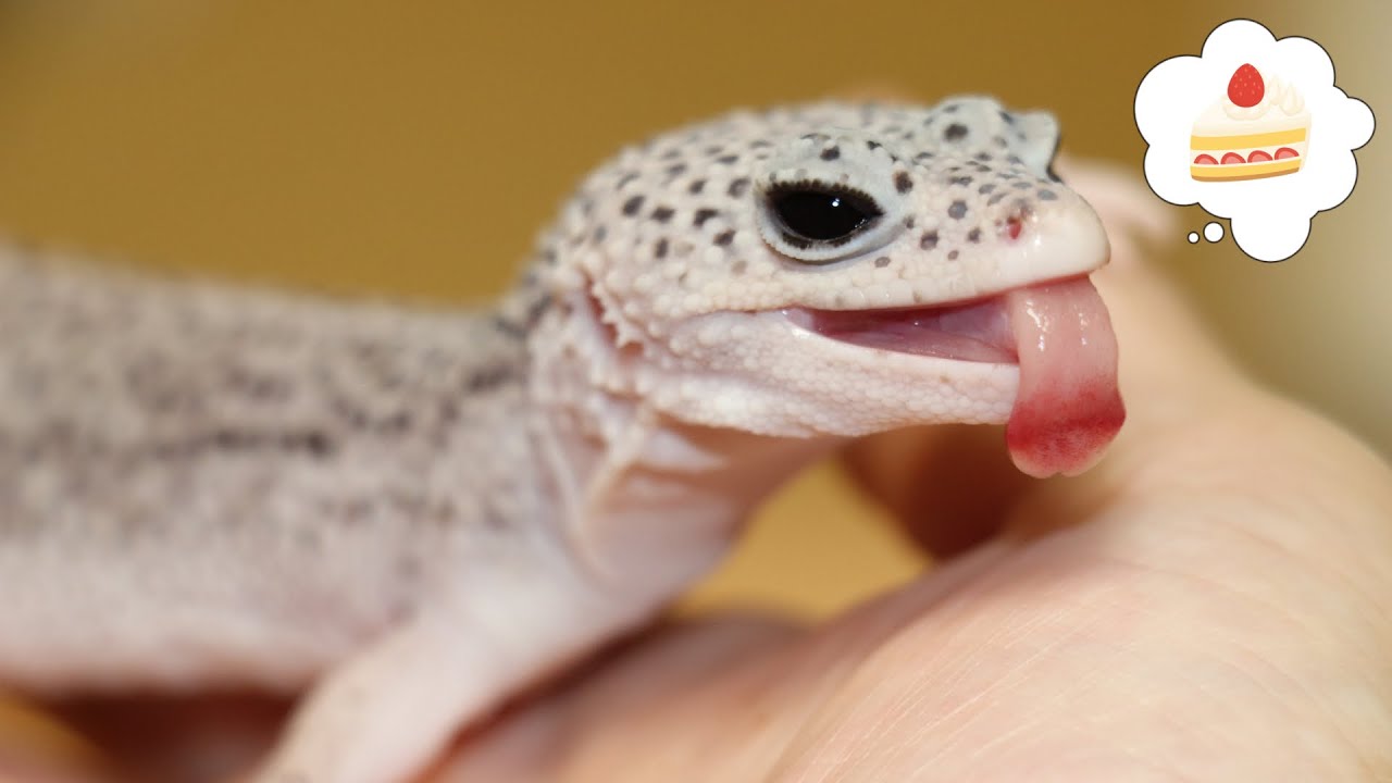 Give a snack to the leopard gecko. - YouTube