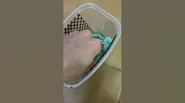 Снова пробую вырастить бабочку из синей гусеницы!