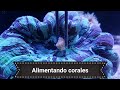 Como alimentar corales