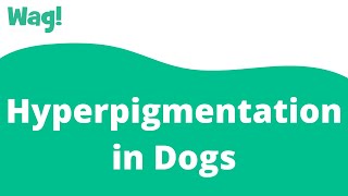 Hyperpigmentation in Dogs | Wag!