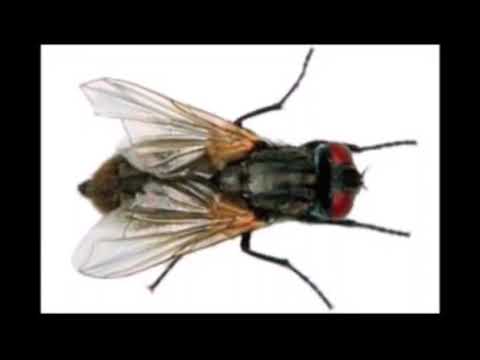 Sinek sesi sinek vızıltısı (1 saatlik versiyon)