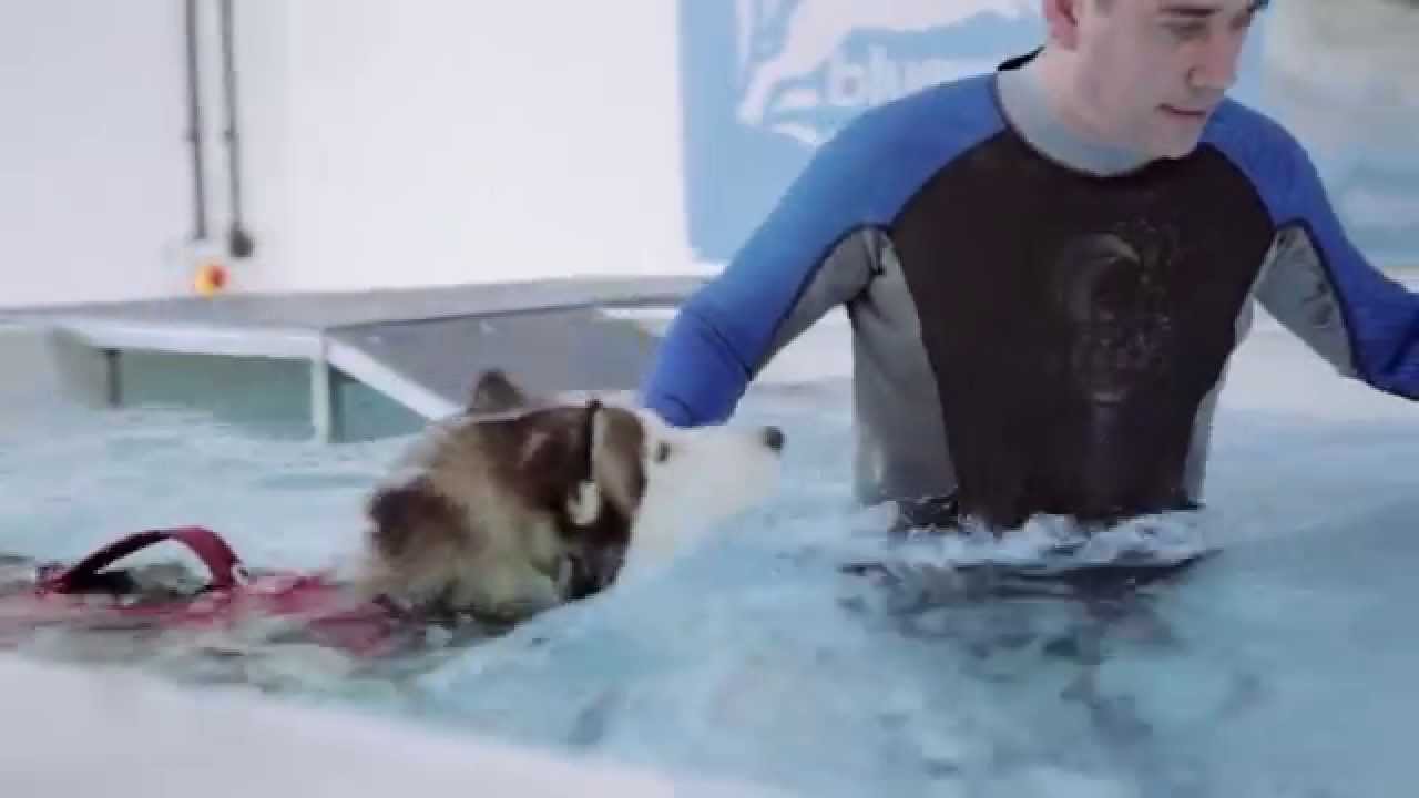 Canine Hydrotherapy Droitwich Dog Swimming Centre Kidderminster Bluewaters Pet Centre Dog Swimming Canine Pets Canine Hydrotherapy Droitwich Dog Swimming Centre Kidderminster Bluewaters Pet Centre Dog Swimming Canine Pets