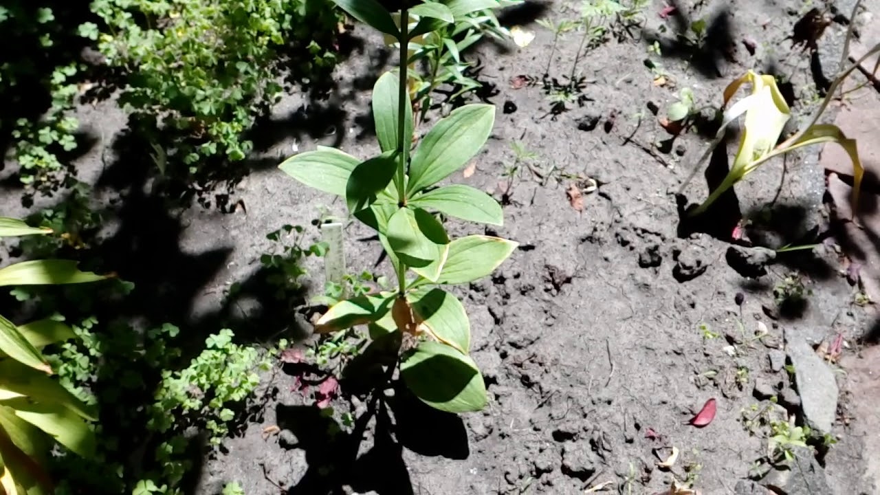 Открылся сезон лилий.Первые Мартагоны 10 июня2018. # мой сад # лилии# мартагоны